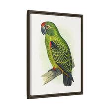 Placa grabada en madera de color loro de Jardine (Poicephalus gulielmi gulielmi) de Alexander Francis Lydon. 