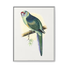 Barnard's Parrakeet (Barnardius barnardi) colored wood-engraved plate by Alexander Francis Lydon - NOMADEN ART GALLERY