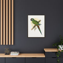 llliger's Macaw (Primolius maracana) colored wood-engraved plate by Alexander Francis Lydon
