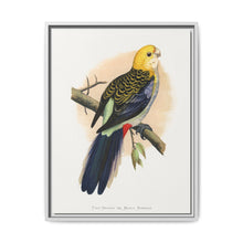 Pale-Headed or Mealy Rosella (Platycercus adscitus) colored wood-engraved plate by Alexander Francis Lydon. - NOMADEN ART GALLERY