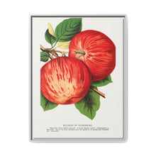 Duchess of Oldenburg apples lithograph from Botanical Specimen published by Rochester Lithographing - NOMADEN ART GALLERY
