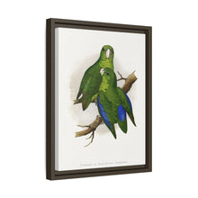 Passerine or Blue-winged Parrakeet (Psittacula columboides) colored wood-engraved plate by Alexander Francis Lydon