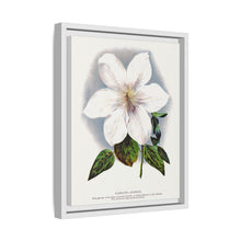 Clematis flower lithograph. Digitally enhanced from our own original 1900 edition plates of Botanical Specimen published by Rochester Lithographing