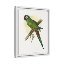llliger's Macaw (Primolius maracana) colored wood-engraved plate by Alexander Francis Lydon