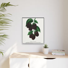 Lucretia Dewberry lithograph. Digitally enhanced from our own original 1900 edition plates of Botanical Specimen published by Rochester Lithographing