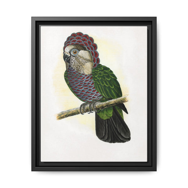 Hawk-Headed Parrot (Deroptyus accipitrinus) colored wood-engraved plate by Alexander Francis Lydon. - NOMADEN ART GALLERY