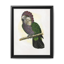 Hawk-Headed Parrot (Deroptyus accipitrinus) colored wood-engraved plate by Alexander Francis Lydon. - NOMADEN ART GALLERY