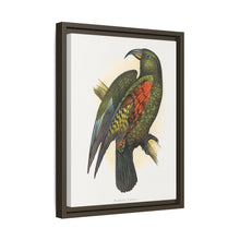 Mountain Parrot (Nestor notabilis) colored wood-engraved plate by Alexander Francis Lydon
