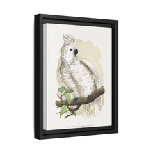 Great White-Crested Cockatoo (Cacatua alba) colored wood-engraved plate by Alexander Francis Lydon - NOMADEN ART GALLERY