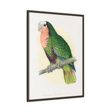 Red-Throated White-Fronted Amazon (Amazona leucocephala) colored wood-engraved plate by Alexander Francis Lydon.