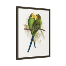 Budgerigar (Melopsittacus undulatus) colored wood-engraved plate by Alexander Francis Lydon
