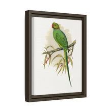 Ring-Necked or Bengal Parakeet (Psittacula columboides) colored wood-engraved plate by Alexander Francis Lydon