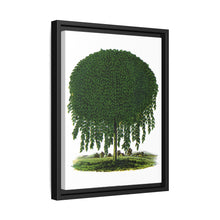 Kilmarnock Weeping Willow tree lithograph. Digitally enhanced from our own original 1900 edition plates of Botanical Specimen published by Rochester Lithographing
