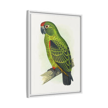 Placa grabada en madera de color loro de Jardine (Poicephalus gulielmi gulielmi) de Alexander Francis Lydon. 