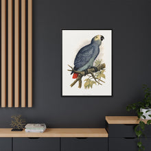 Grey Parrot (Psittacus erithacus) colored wood-engraved plate by Alexander Francis Lydon.