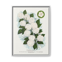 Japanese snowball flower lithograph. Digitally enhanced from our own original 1900 edition plates of Botanical Specimen published by Rochester Lithographing - NOMADEN ART GALLERY