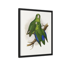 Passerine or Blue-winged Parrakeet (Psittacula columboides) colored wood-engraved plate by Alexander Francis Lydon
