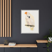 Great Salmon-Crested Cockatoo (CACATUA MOLUCCENSIS) colored wood-engraved plate by Alexander Francis Lydon.