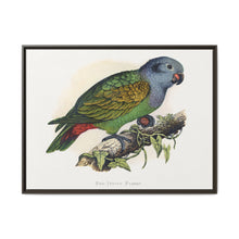 Red-Vented Parrot (Amazona martinicana) colored wood-engraved plate by Alexander Francis Lydon - NOMADEN ART GALLERY