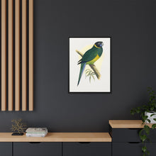 Bauer's Parrakeet (Barnardius zonarius) colored wood-engraved plate by Alexander Francis Lydon.