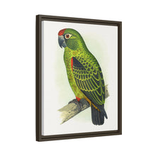 Placa grabada en madera de color loro de Jardine (Poicephalus gulielmi gulielmi) de Alexander Francis Lydon. 