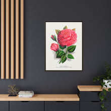 Pink rose, Anna De Diesbach lithograph. Digitally enhanced from our own original 1900 edition plates of Botanical Specimen published by Rochester Lithographing