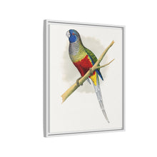 Blue Bonnet Parrakeet (Northiella haematogaster) colored wood-engraved plate by Alexander Francis Lydon.