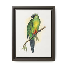 Masked Parrakeet (Prosopeia personata) colored wood-engraved plate by Alexander Francis Lydon