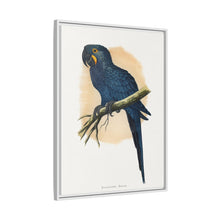 Hyacinthine Macaw (Anodorhynchus hyacinthinus) colored wood-engraved plate by Alexander Francis Lydon.