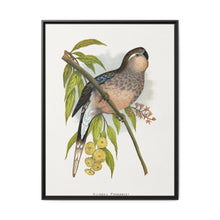 Bourke's Parrakeet (Neopsephotus bourkii) colored wood-engraved plate by Alexander Francis Lydon. - NOMADEN ART GALLERY
