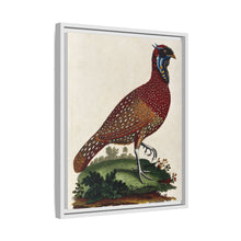 A horned Indian pheasant standing on the grass by J. Pass after J. E. Ihle.