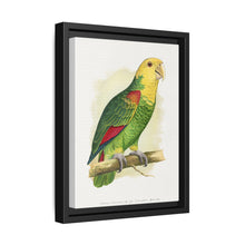 Double-Fronted or Le Vaillant's Amazon (Amazona oratrix) colored wood-engraved plate by Alexander Francis Lydon. - NOMADEN ART GALLERY