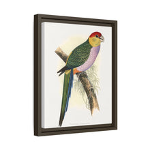 Pileated Parrakeet (Pionopsitta pileata) colored wood-engraved plate by Alexander Francis Lydon.