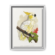 Lesser Lemon-Crested Cockatoo (Cacatua sulphurea) colored wood-engraved plate by Alexander Francis Lydon - NOMADEN ART GALLERY
