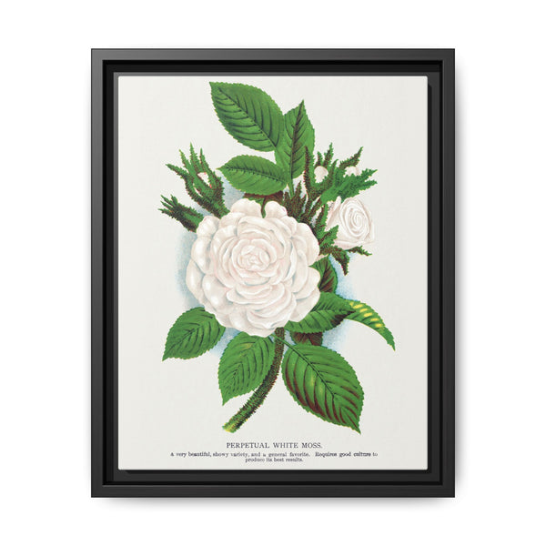 Rose, Perpetual White Moss lithograph. Digitally enhanced from our own original 1900 edition plates of Botanical Specimen published by Rochester Lithographing - NOMADEN ART GALLERY