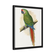 Soldatenara (Ara militaris) farbige Holzstichplatte von Alexander Francis Lydon