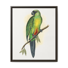 Masked Parrakeet (Prosopeia personata) colored wood-engraved plate by Alexander Francis Lydon