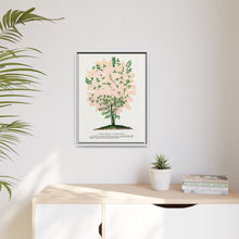 Purple Fringe tree lithograph. Digitally enhanced from our own original 1900 edition plates of Botanical Specimen published by Rochester Lithographing