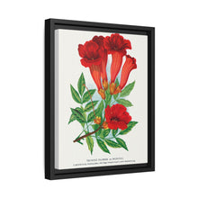 Trumpet flower lithograph. Digitally enhanced from our own original 1900 edition plates of Botanical Specimen published by Rochester Lithographing - NOMADEN ART GALLERY