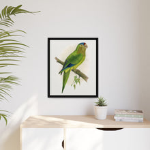Petz's Conure (Aratinga canicularis) colored wood-engraved plate by Alexander Francis Lydon