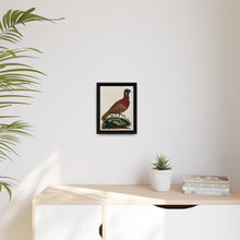 A horned Indian pheasant standing on the grass by J. Pass after J. E. Ihle. - NOMADEN ART GALLERY