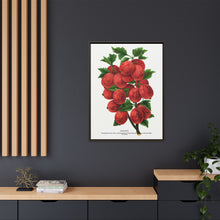 Industry Gooseberry lithograph. Digitally enhanced from our own original 1900 edition plates of Botanical Specimen published by Rochester Lithographing