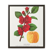 Japan Quince tree lithograph. Digitally enhanced from our own original 1900 edition plates of Botanical Specimen published by Rochester Lithographing - NOMADEN ART GALLERY