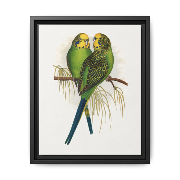 Budgerigar (Melopsittacus undulatus) colored wood-engraved plate by Alexander Francis Lydon - NOMADEN ART GALLERY