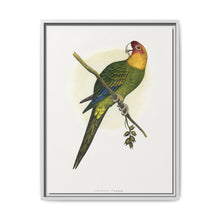 Carolina Parrot (Conuropsis carolinensis) colored wood-engraved plate by Alexander Francis Lydon. - NOMADEN ART GALLERY