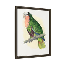 Red-Throated White-Fronted Amazon (Amazona leucocephala) colored wood-engraved plate by Alexander Francis Lydon.