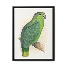 Mealy Amazon (Amazona farinosa) colored wood-engraved plate by Alexander Francis Lydon - NOMADEN ART GALLERY