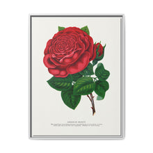 Red rose, American Beauty lithograph. Digitally enhanced from our own original 1900 edition plates of Botanical Specimen published by Rochester Lithographing - NOMADEN ART GALLERY