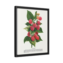 Cuthbert raspberry lithograph. Digitally enhanced from our own original 1900 edition plates of Botanical Specimen published by Rochester Lithographing