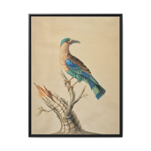 Coracias Benghalensis by Sarah Stone - NOMADEN ART GALLERY